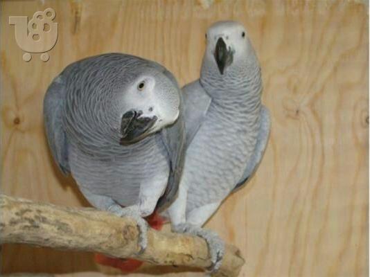 PoulaTo: Τέλεια μιλάμε Κονγκό Αφρικής γκρι παπαγάλοι με κλουβί για ένα νέο σπίτι